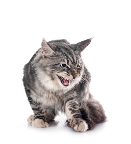 Preview: maine coon kitten