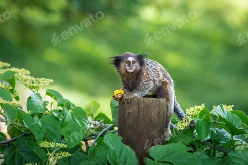 Preview: Black-tufted Marmoset monkey (Callithrix penicillata)