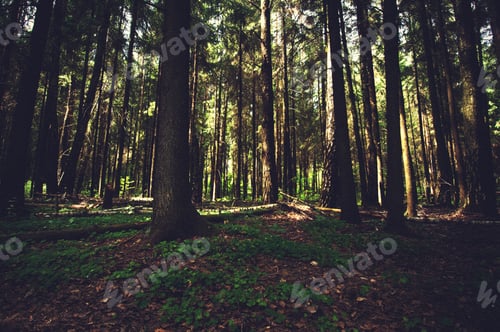 Preview: Trees