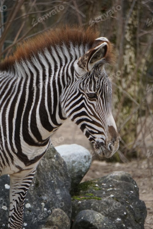 Preview: Vertical shot of zebra in the forest