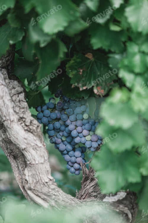 Preview: Ripe grapes on a branch