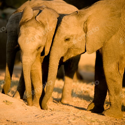 Preview: elephant calf
