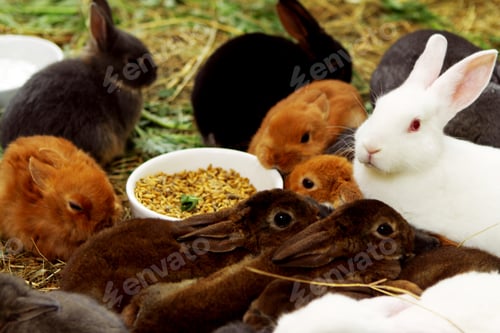 Preview: Many different and cute rabbits