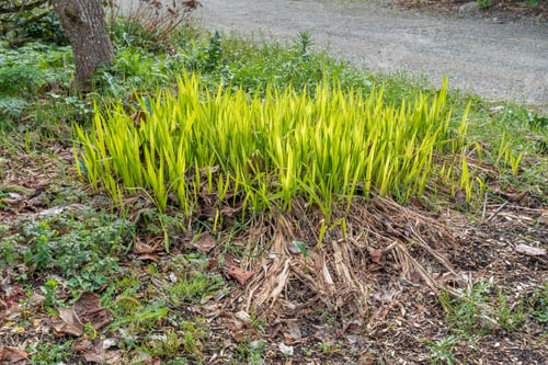 Preview: Plant Shoots Climb Toward The Sunlight In Spring. Shot Taken In Seatac, Washington.