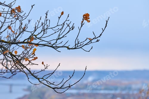 Preview: Autumn branches with fallen leaves
