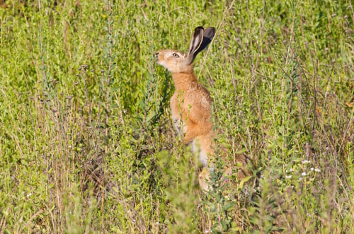 Preview: Brown hare, lepus europaeus, european hare