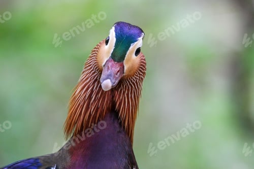 Preview: Closeup of a Mandarin duck against a blurred background