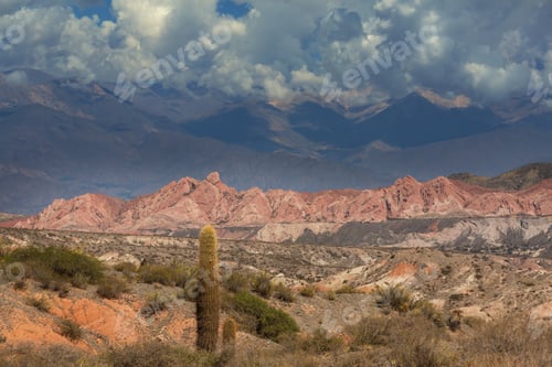 Preview: Cactus in Argentina