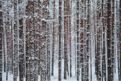 Preview: Beautiful winter forest, high trees covered with snow. Horizontal shot of winter landscape.