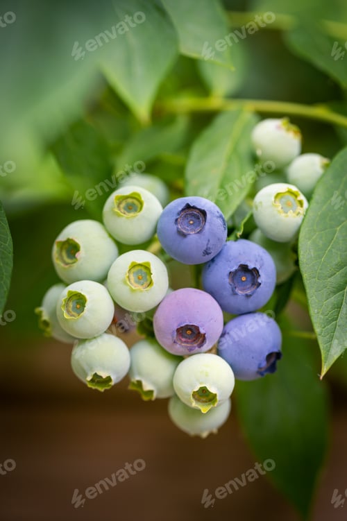 Preview: Fresh organic blueberries in garden