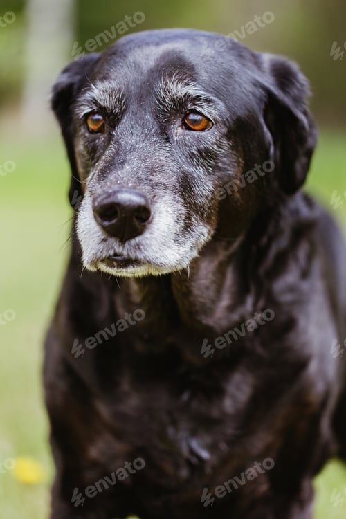 Preview: Beautiful black senior lab dog with white muzzle and brown eyes outside in the grassy backyard