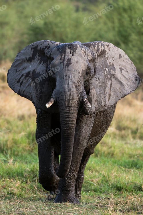 Preview: Elephant (Loxodonta africana) walking in grassland, Khwai concession, Okavango delta, Botswana