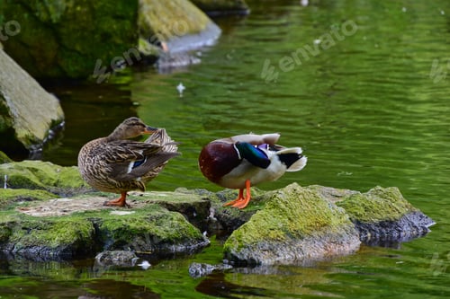 Preview: Flock of ducks standing atop lush, green rocks in the water near a bank of large rocks.