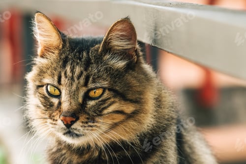 Preview: Beautiful domestic cat (Felis catus) in back yard