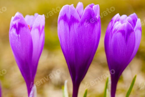 Preview: Purple crocus flowers in snow awakening in spring