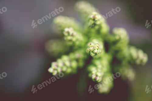 Preview: Plant