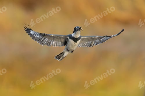Preview: Belted kingfisher in flight with catch