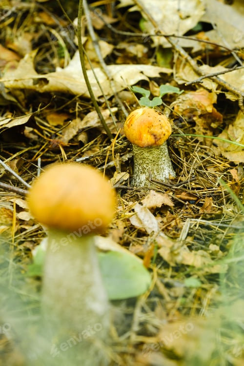 Preview: There are a lot of wild aspen mushrooms growing in the forest. Mushrooms in the forest.