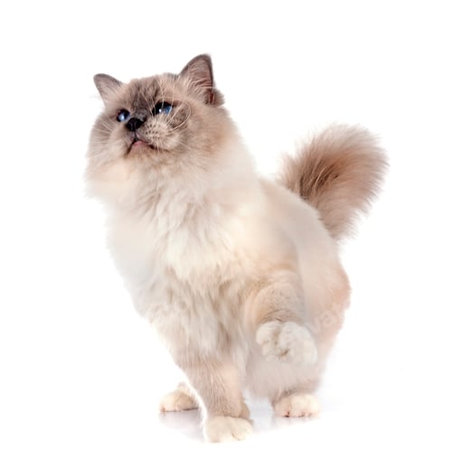 Preview: birman cat in studio