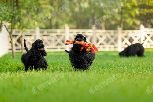 Preview: Black Cocker Spaniel Puppy Carrying Orange Plush Toy in Garden