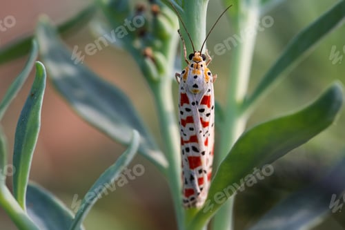 Preview: Close-up shot of a beautiful crimson speckled moth resting on the petal of a flower