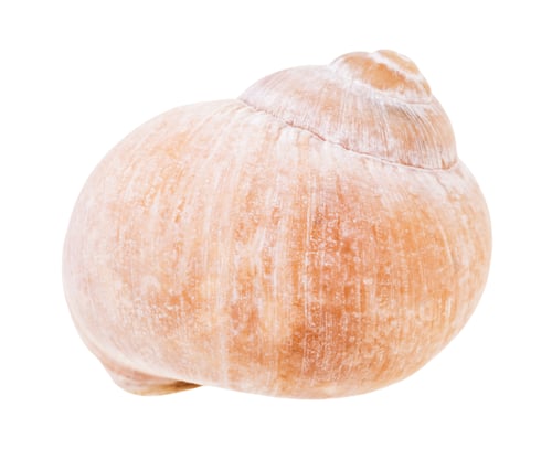 Preview: shell of land snail isolated on white