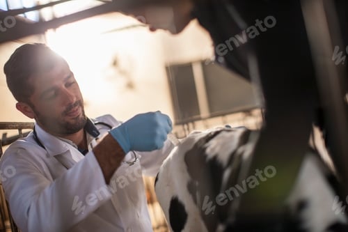 Preview: Vet giving calf an injection