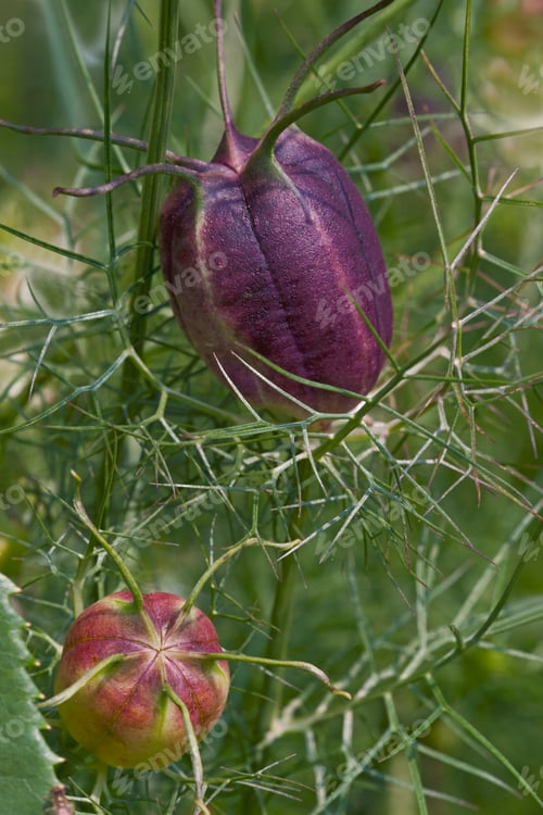 Preview: Love-In-A-Mist (Nigella Damascena). Known As Ragged Lady And Devil In The Bush Also.