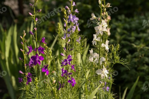 Preview: Beautiful blooming plants with white and purple flowers growing in garden on sunny day