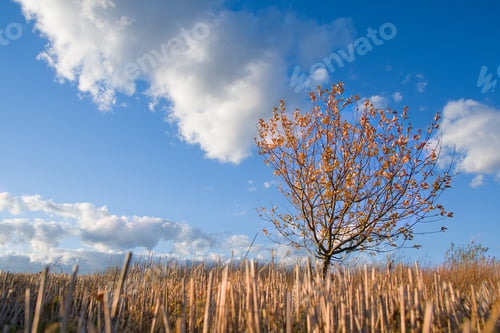 Preview: autumn tree