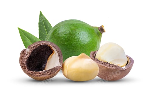 Preview: macadamia nuts with leaf isolated on white background