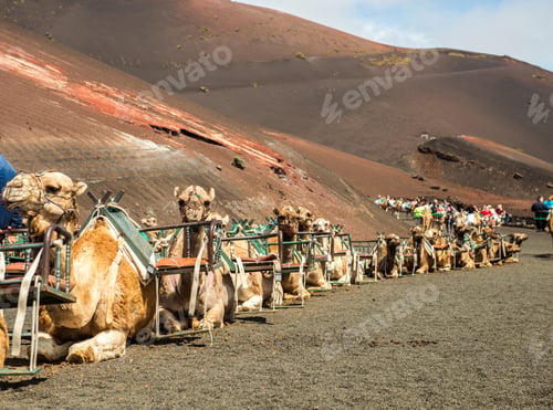 Preview: Caravan of camels in the desert on Lanzarote