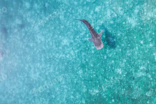 Preview: Whalesharks swimming in ocean drone aerial footage Cebu Philippines
