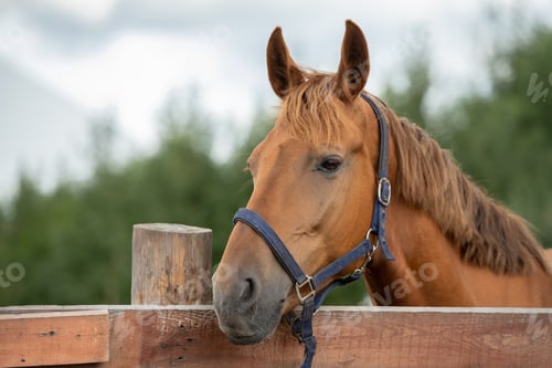 Preview: Muzzle of calm purebred brown racehorse by fence in rural environment