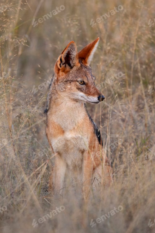 Preview: Black Backed Jackal - Botswana - Africa