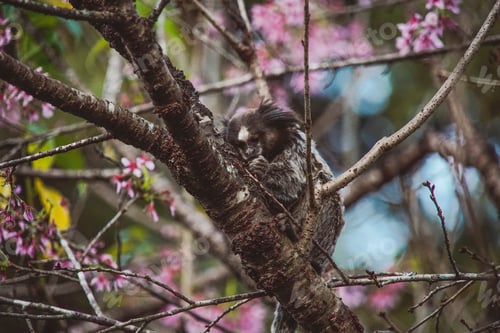 Preview: Monkey in nature