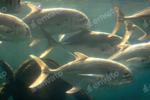 Preview: Caranx caninus Jurel Toro in Pacific Mexico
