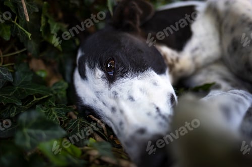 Preview: Greyhound dog portrait. The dog is resting in the summer green garden.