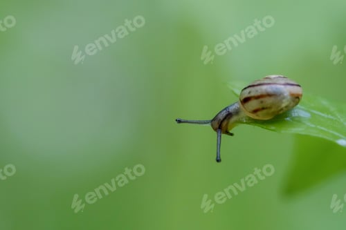 Preview: Closeup shot of a small snail crawling on a green plant