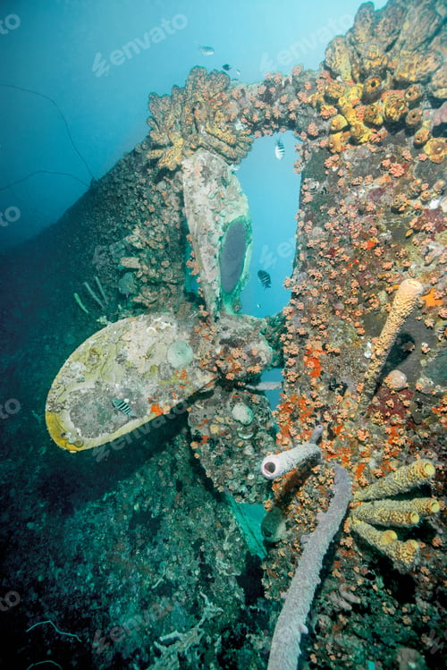 Preview: Coral growing on underwater shipwreck
