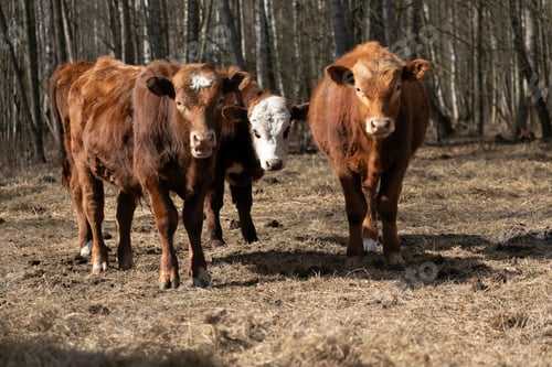 Preview: Group of Cows Walking Through Forest