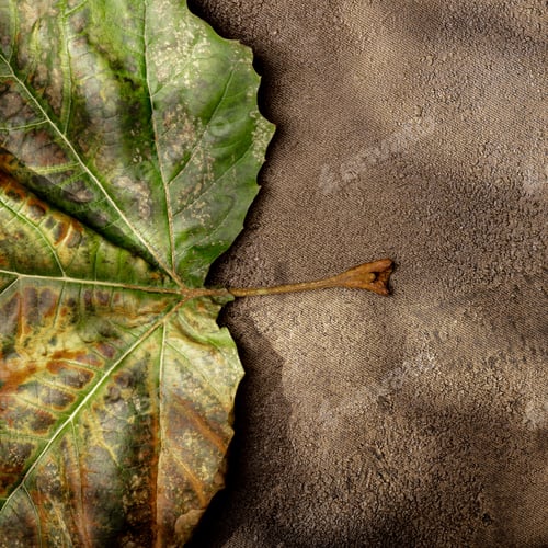 Preview: Dried leaf and artistic background textures with tree shadows