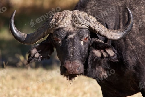 Preview: African Buffalo - Okavango Delta - Botswana
