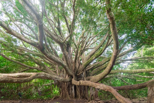 Preview: Ancient large Banyan tree limbs reaching out