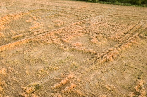 Preview: Aerial view of ripe farm field ready for harvesting with fallen down broken by wind wheat