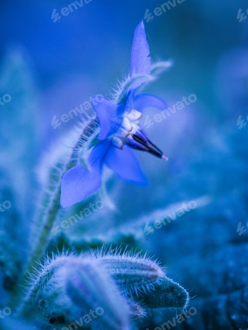 Preview: Vertical closeup of borage under the lights with a blurry background