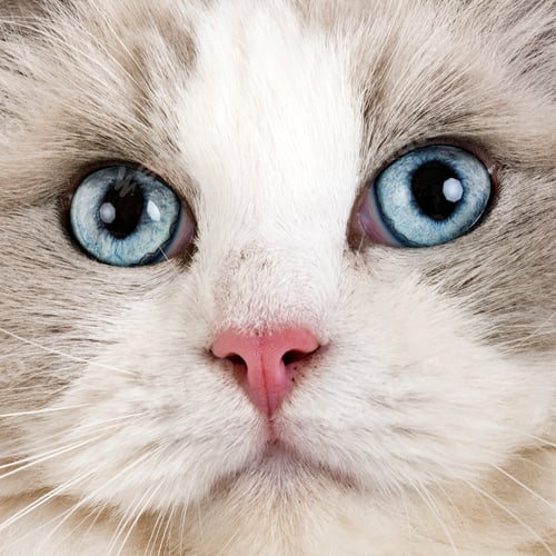 Preview: ragdoll cat in studio