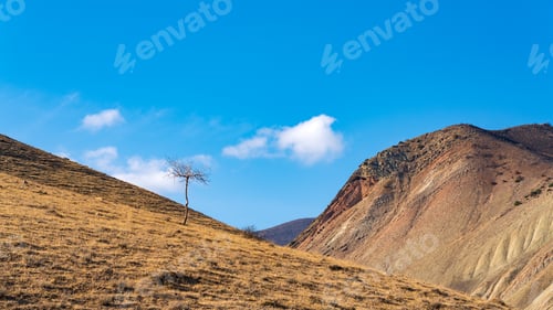 Preview: Lonely bare tree on the mountainside