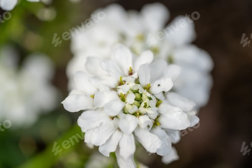 Preview: vibrant flowers blooming, showcasing fresh, colorful petals and lush greenery in springtime
