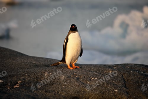 Preview: Beautiful view of an Adelie penguin standing on a rocky ground in Antarctica near water